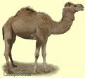 Camel pic.jpg