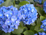Image:blueflower.jpg