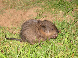 image of a muskrat on the CSI campus