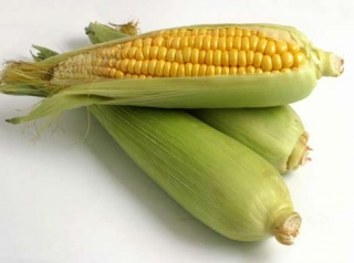 File:Corn.JPG