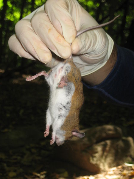 File:White Footed Mouse CAUGHT.jpg