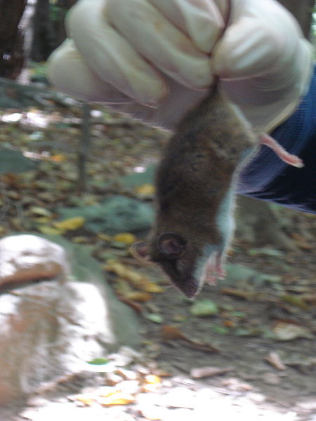 File:Whitefootedmouse.JPG