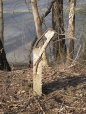 Damaged concrete guardrail post of the former Long Island Motor Parkway 