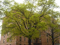 A tree grows in Nostrand Gardens