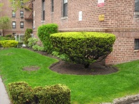 Greenery like these bushes, now adorns the aptly named, Nostrand Gardens