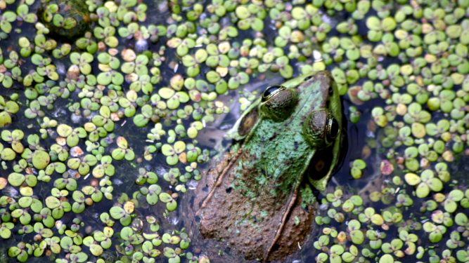 Frog in pond: Macaulay sponsors the iNaturalist City Nature Challenge