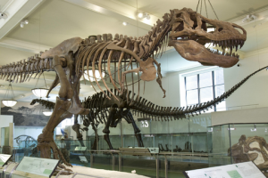 Explore the American Museum of Natural History