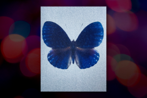 Butterfly on Sandpaper Series by Philippe Cheng
